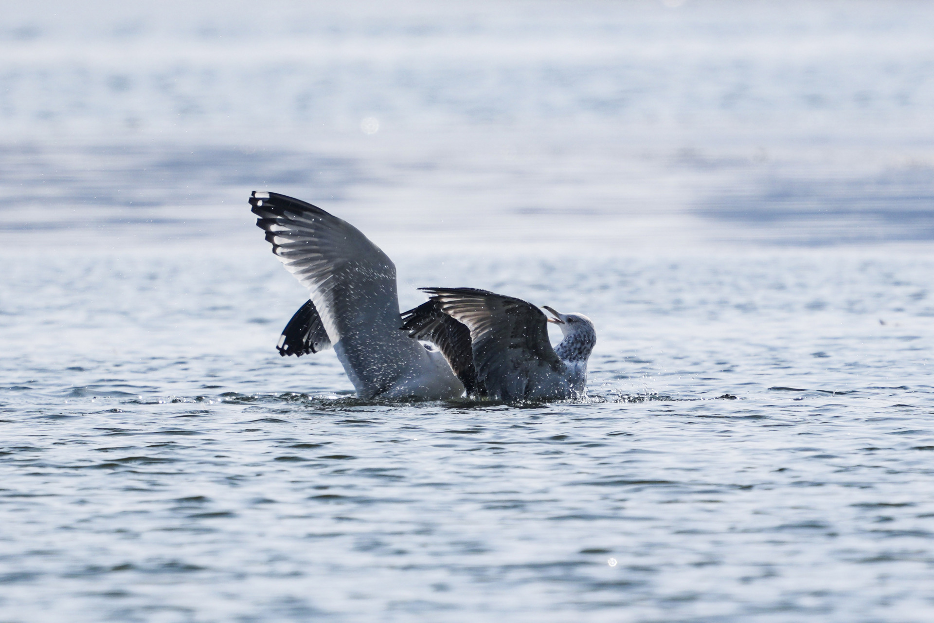 【最美辽宁】沈阳鸟岛公园:相伴嬉戏 作者:王新民 #振兴新突破辽宁