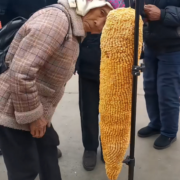 这玉米棒子真大,别我说没见过这么大的,连几十岁的老太太都没见过这么