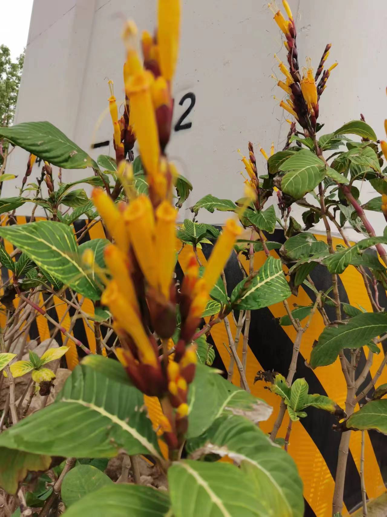 叶子也挺特殊,叶面上有着斑马状的纹路,所以有时候也被叫做"斑马花"..