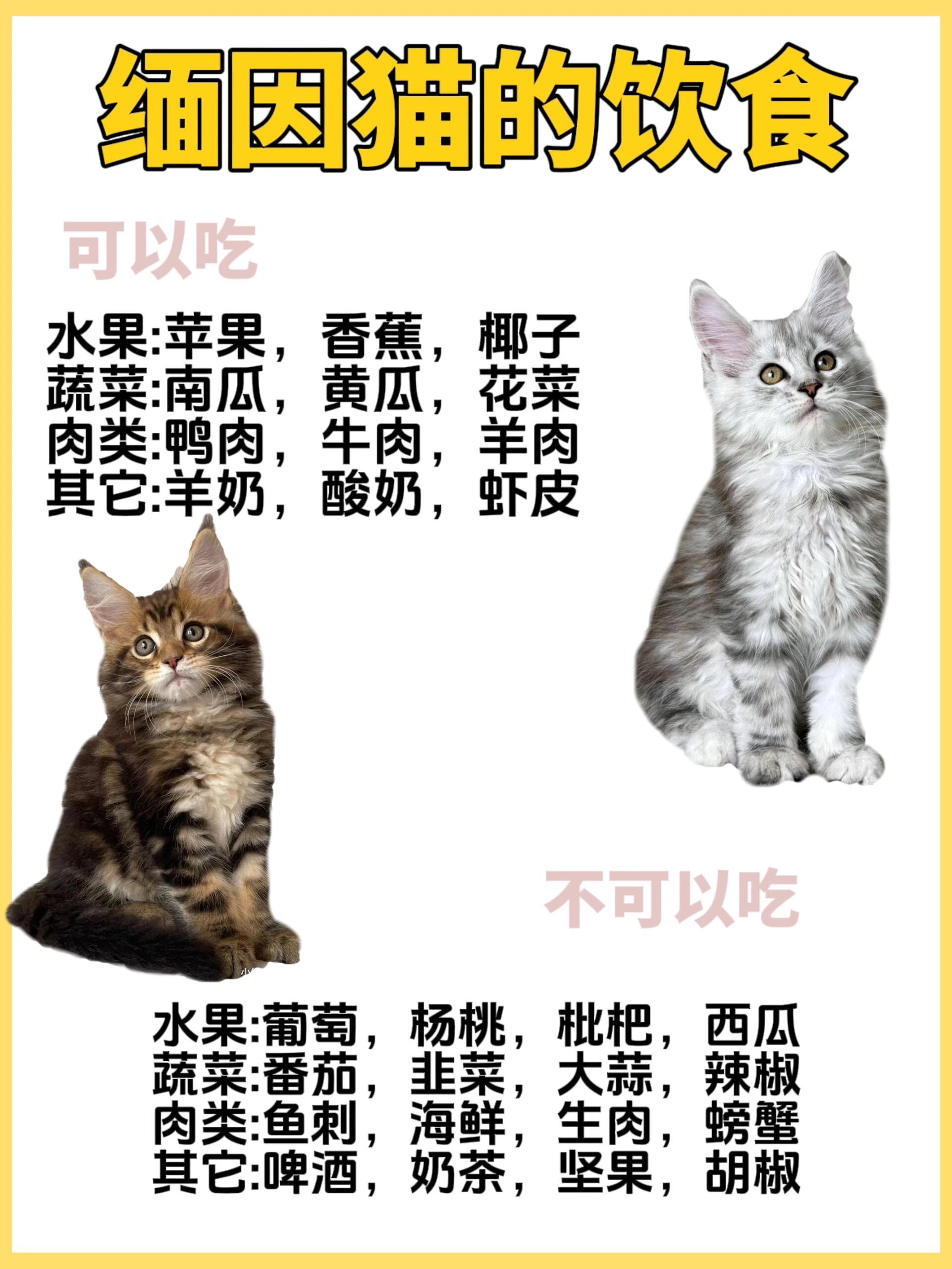 缅因猫体型较大,被毛厚密;头较小巧,面部较方,耳朵大而直,耳根较阔