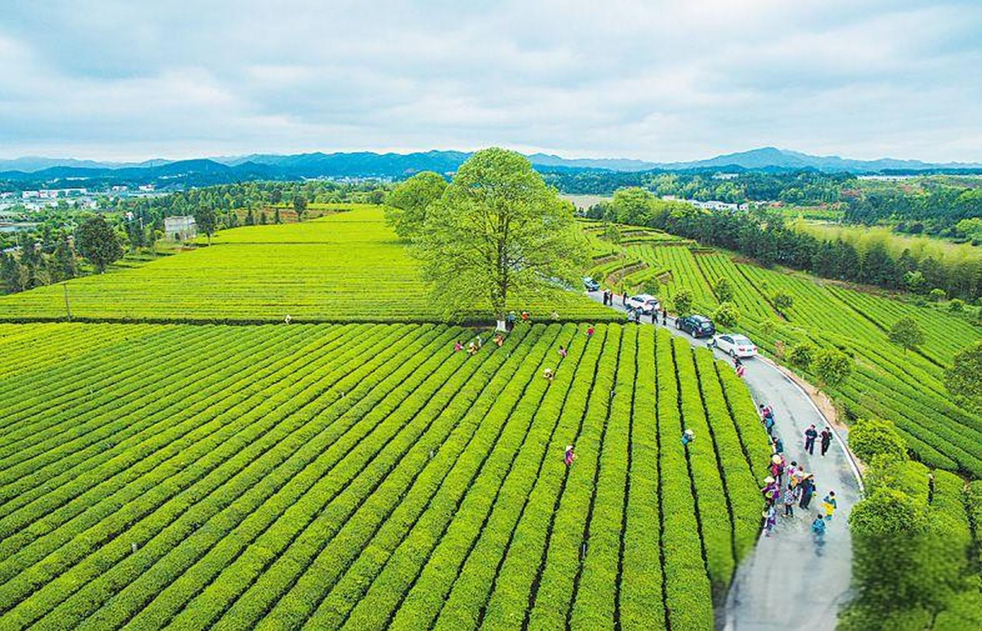 最美茶场图片图片