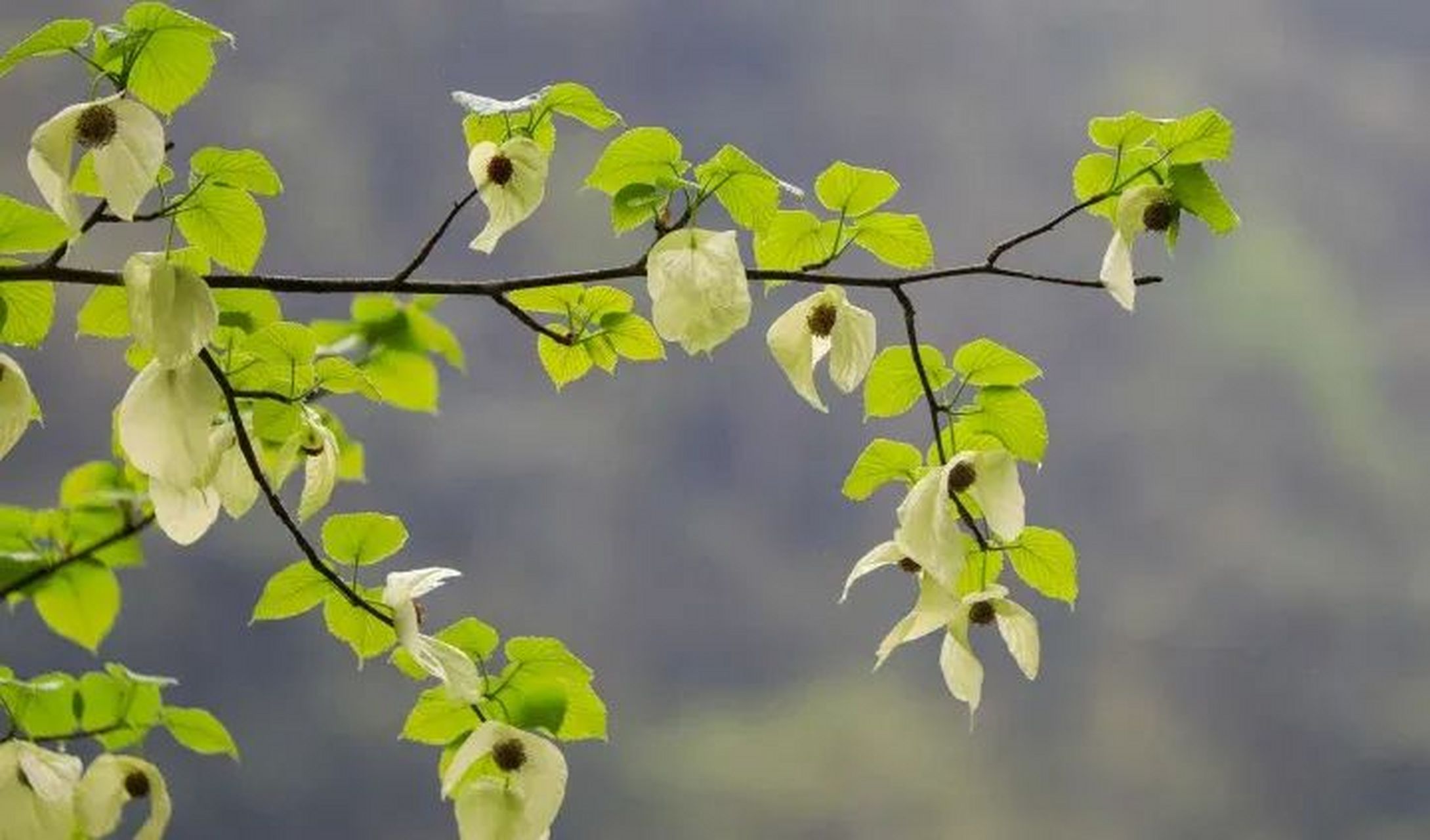 鸽子花梵净山图片