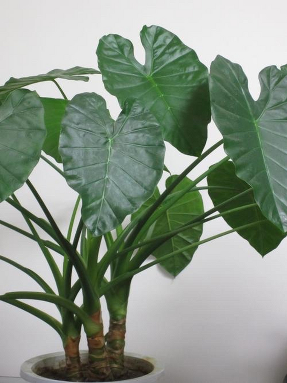 滴水观音是天南星科海芋属多年生草本植物.