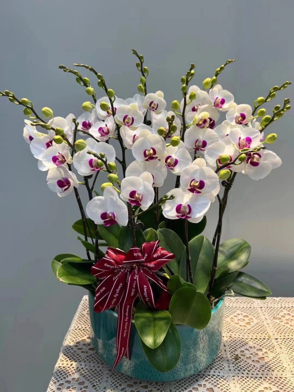 蝴蝶兰是一种常见的花卉,具有以下特点:  1.