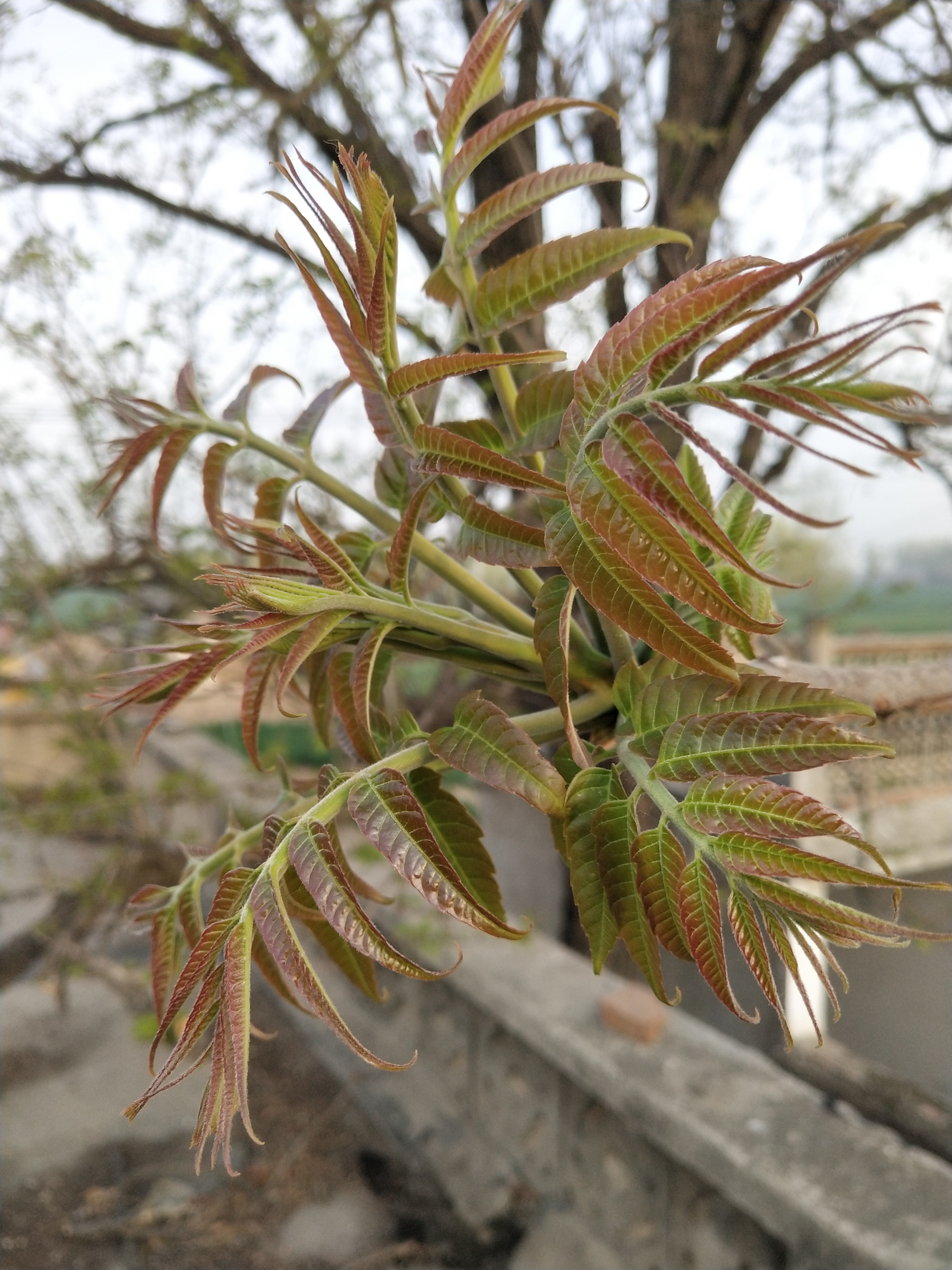 香椿真实图片