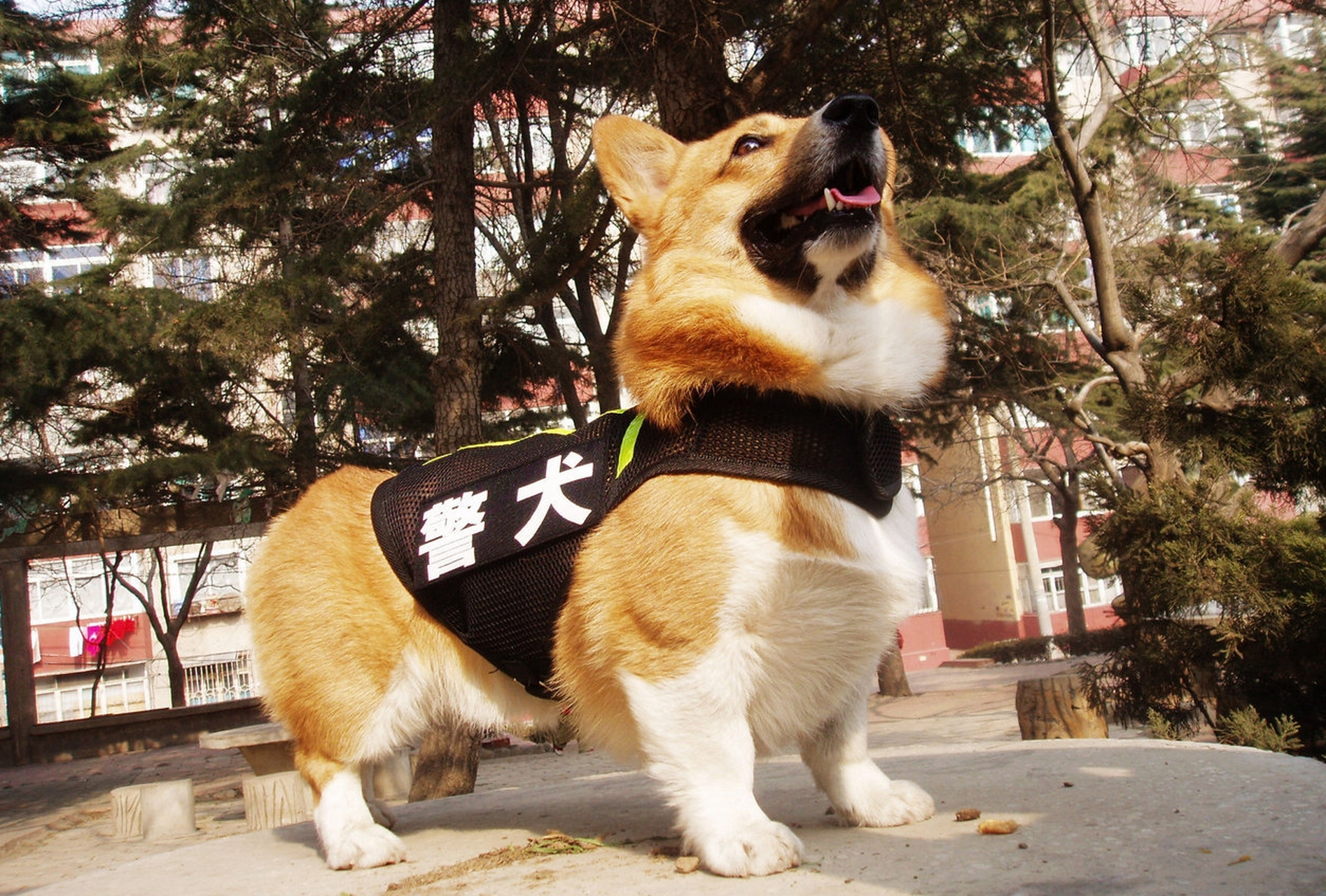 柯基警犬穿上帅气制服,化身街头小英雄巡逻中…机敏过人,聪明伶俐的它