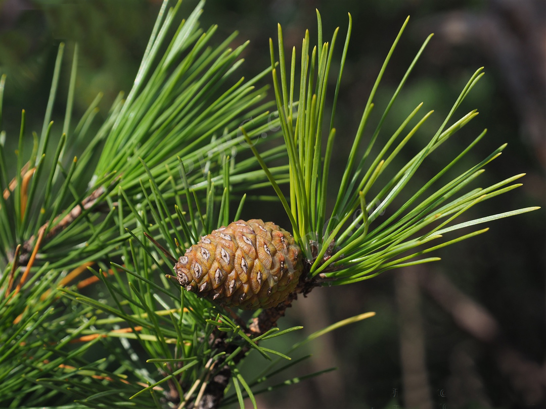 我见到的山东本土野生植物(33)赤松