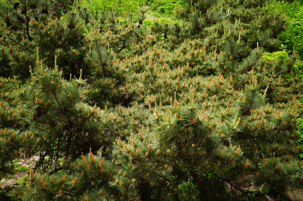 我见到的山东本土野生植物(33)赤松