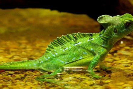 绿双冠蜥,又称双嵴冠蜥,是鬣蜥.@昆虫微世界的动态