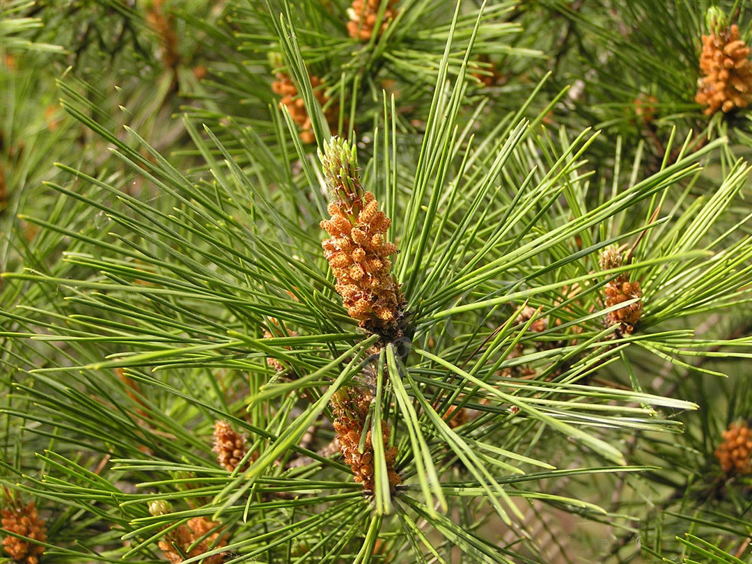 我见到的山东本土野生植物(33)赤松