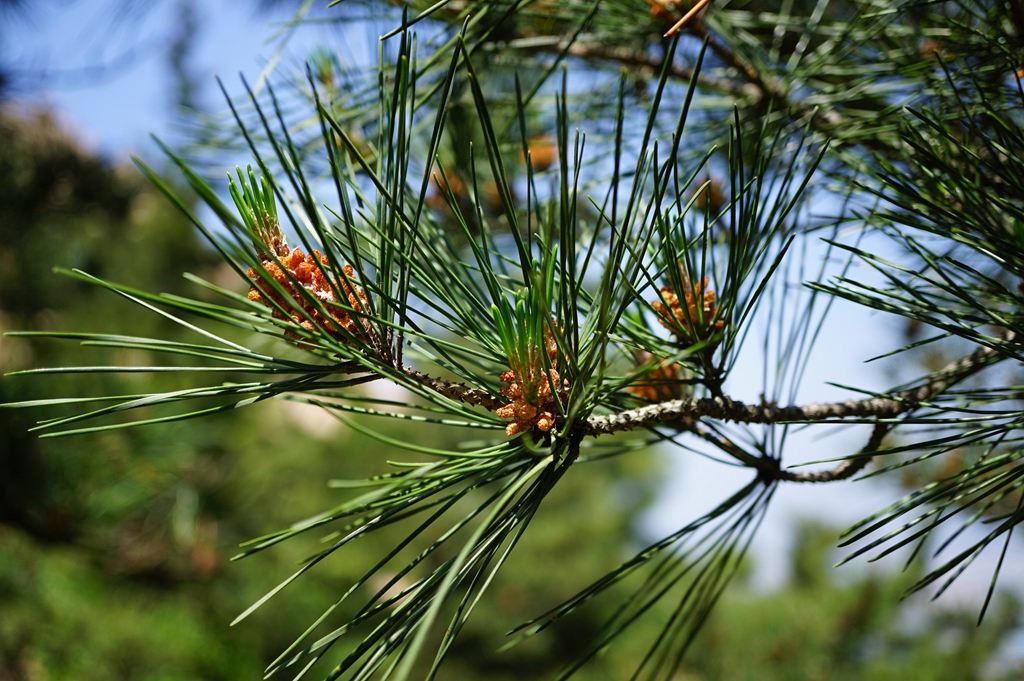我见到的山东本土野生植物(33)赤松