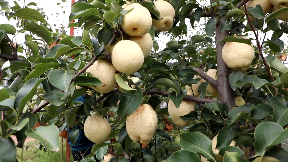 山农酥梨号称梨中航母,山农酥梨树苗当年栽植第二年结果