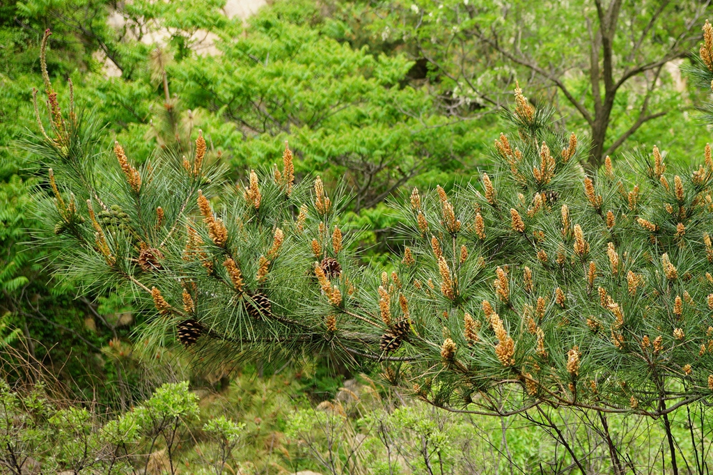 我见到的山东本土野生植物(33)赤松