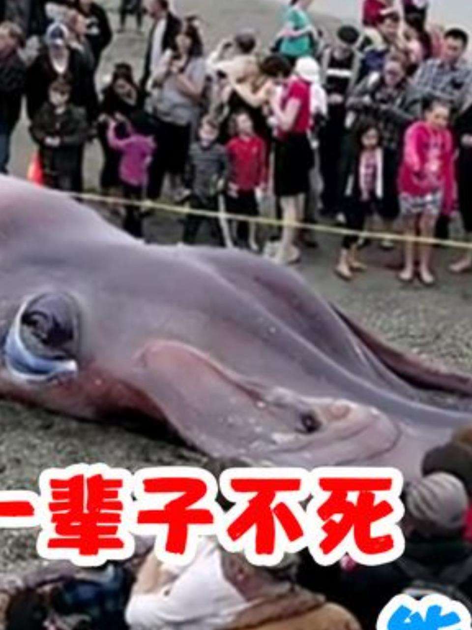 深海惊现霸主杀手大王乌贼吞掉大白鲨恐怖画面曝光2