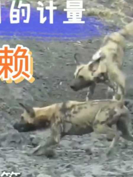 二师兄与二郎神冤家再聚首野狗群围攻猪肉吃不成3