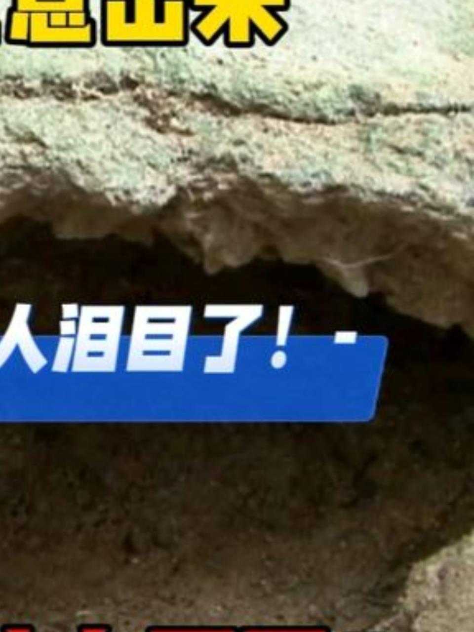 流浪狗洞里生崽,女主翠芬善举温暖人心3