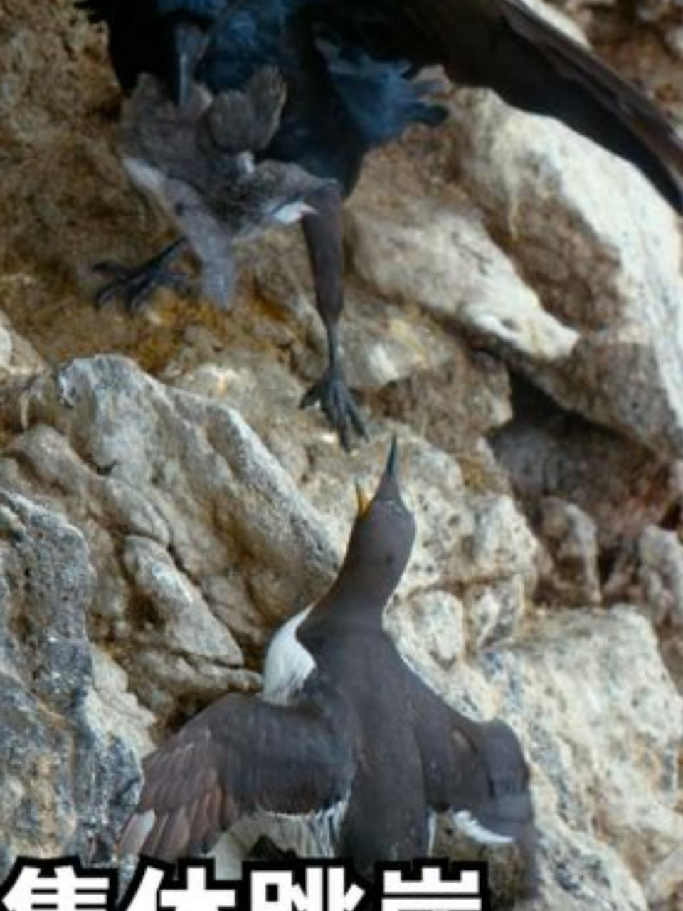 海雀幼鸟勇闯300米悬崖父母拼命保护奇迹生还2