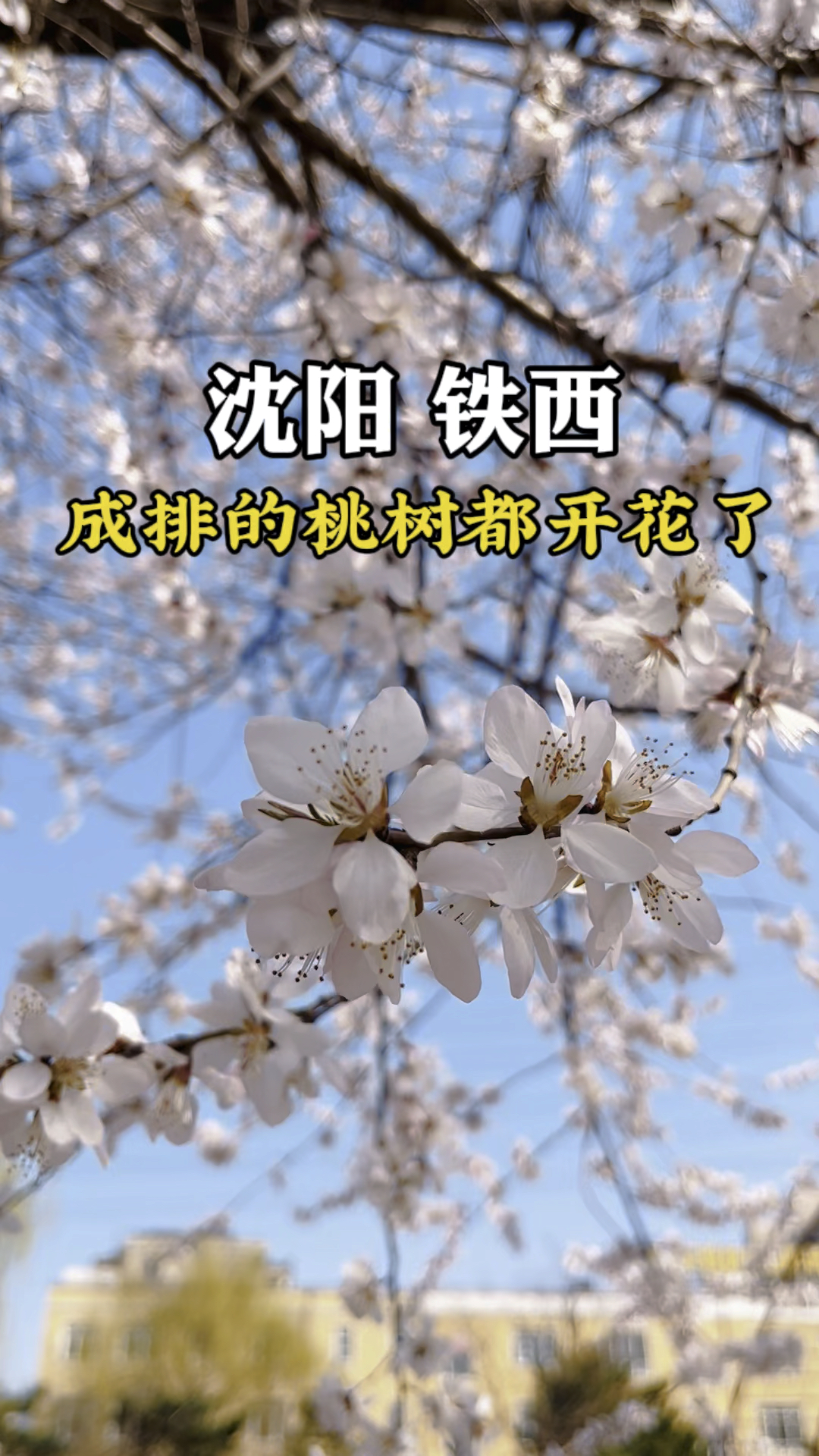 在沈阳铁西卫工明渠发现一个好地方这里的桃花都开了 很多附近的市民