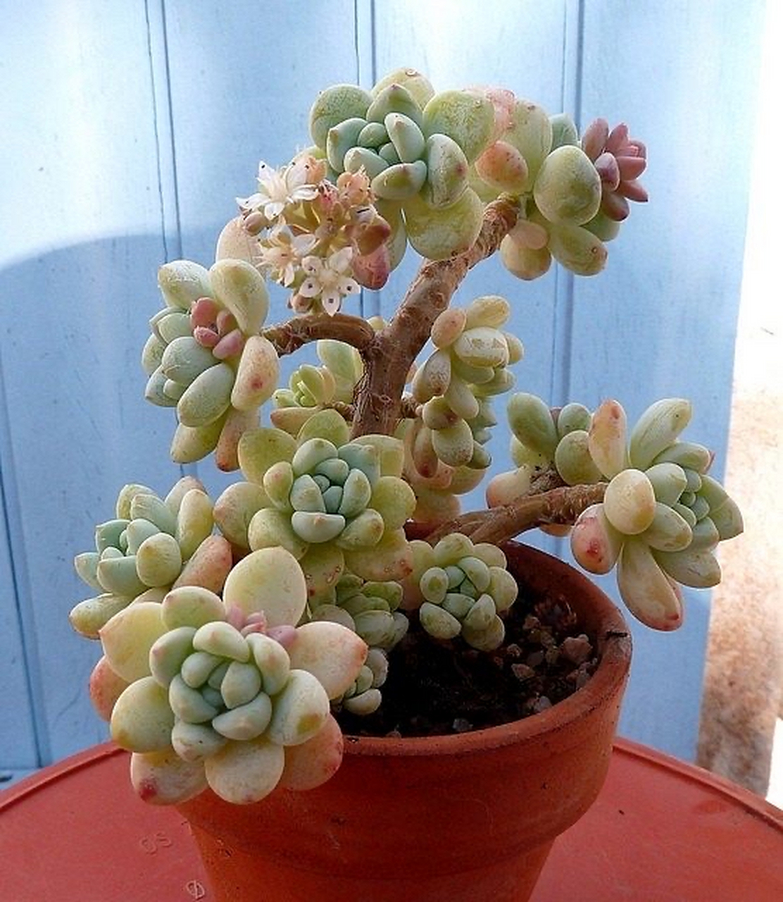 当多肉植物缺水时,其叶子可能会出现以下表现:  1.
