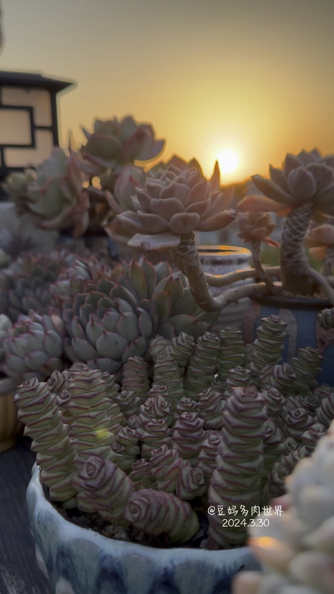 3月30日,夕阳下的多肉