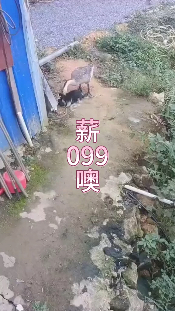 小狗打架斗殴事件