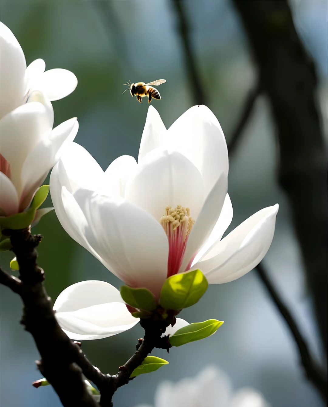 《白玉兰:上海的璀璨之花》