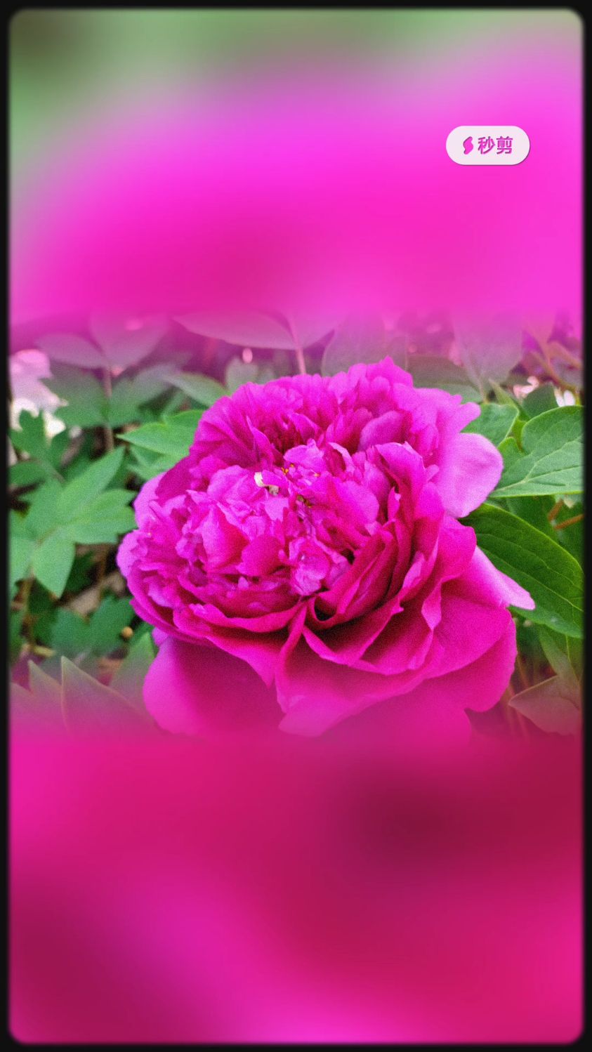 啊牡丹百花丛中最鲜艳