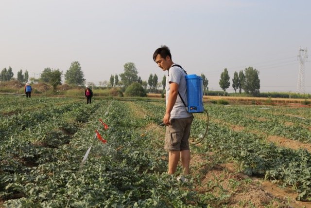 沙地西瓜种植方式及注意事项有哪些?