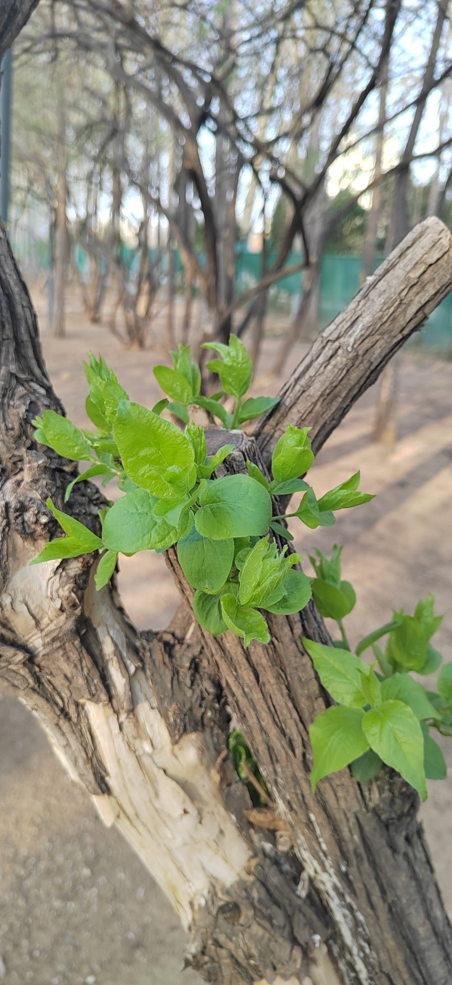 故事罐子之精彩成语《枯木逢春》