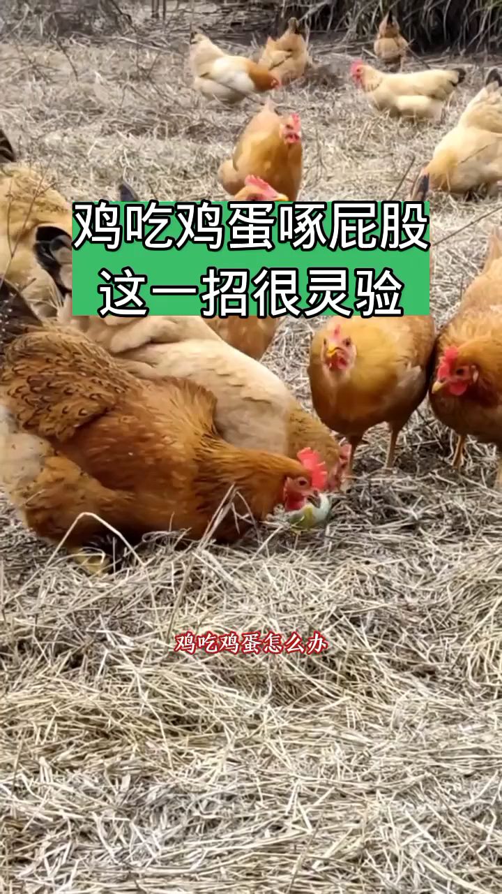 14小孩的鸡太小怎么办图片