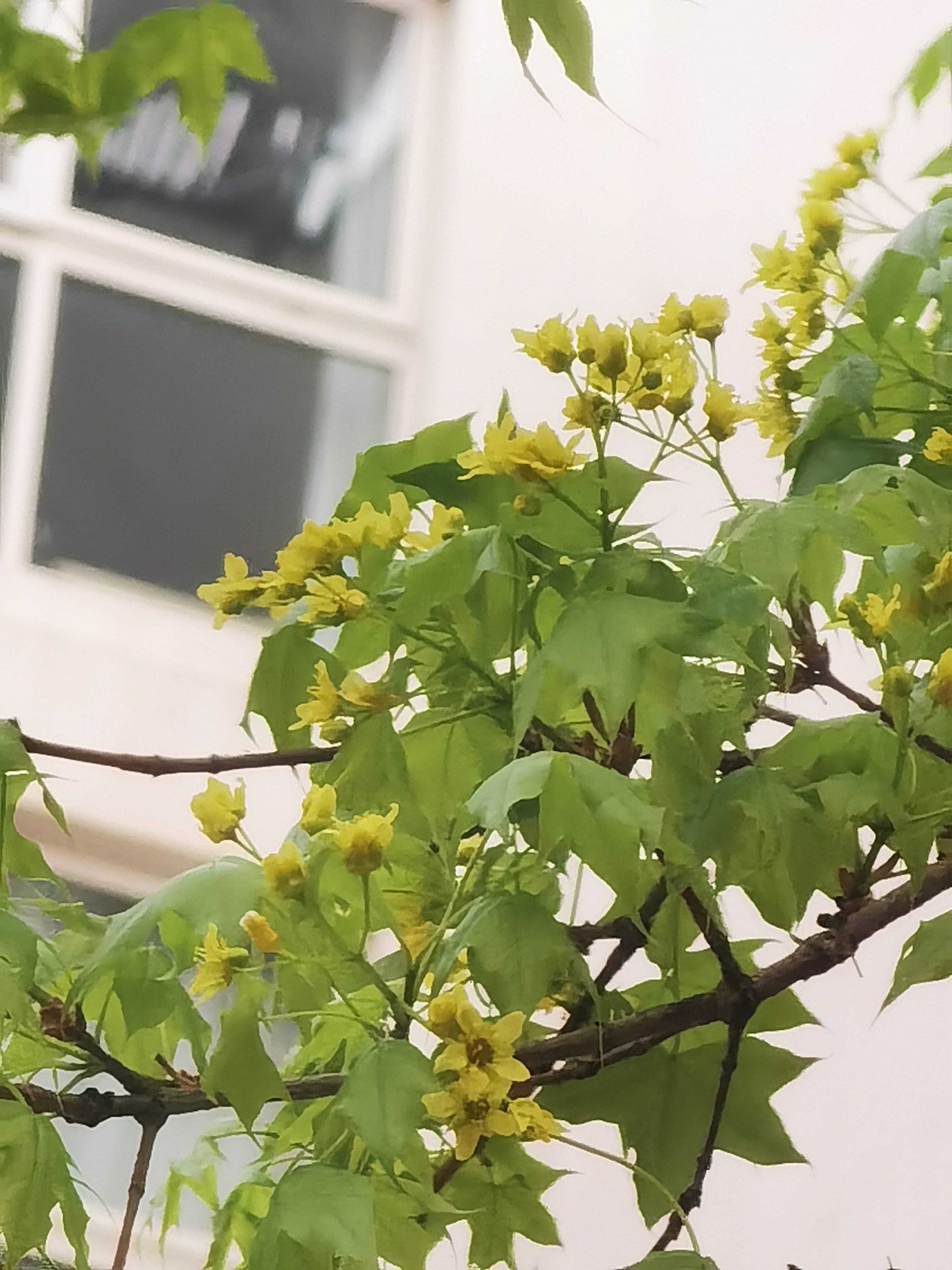 仰观小区元宝槭树