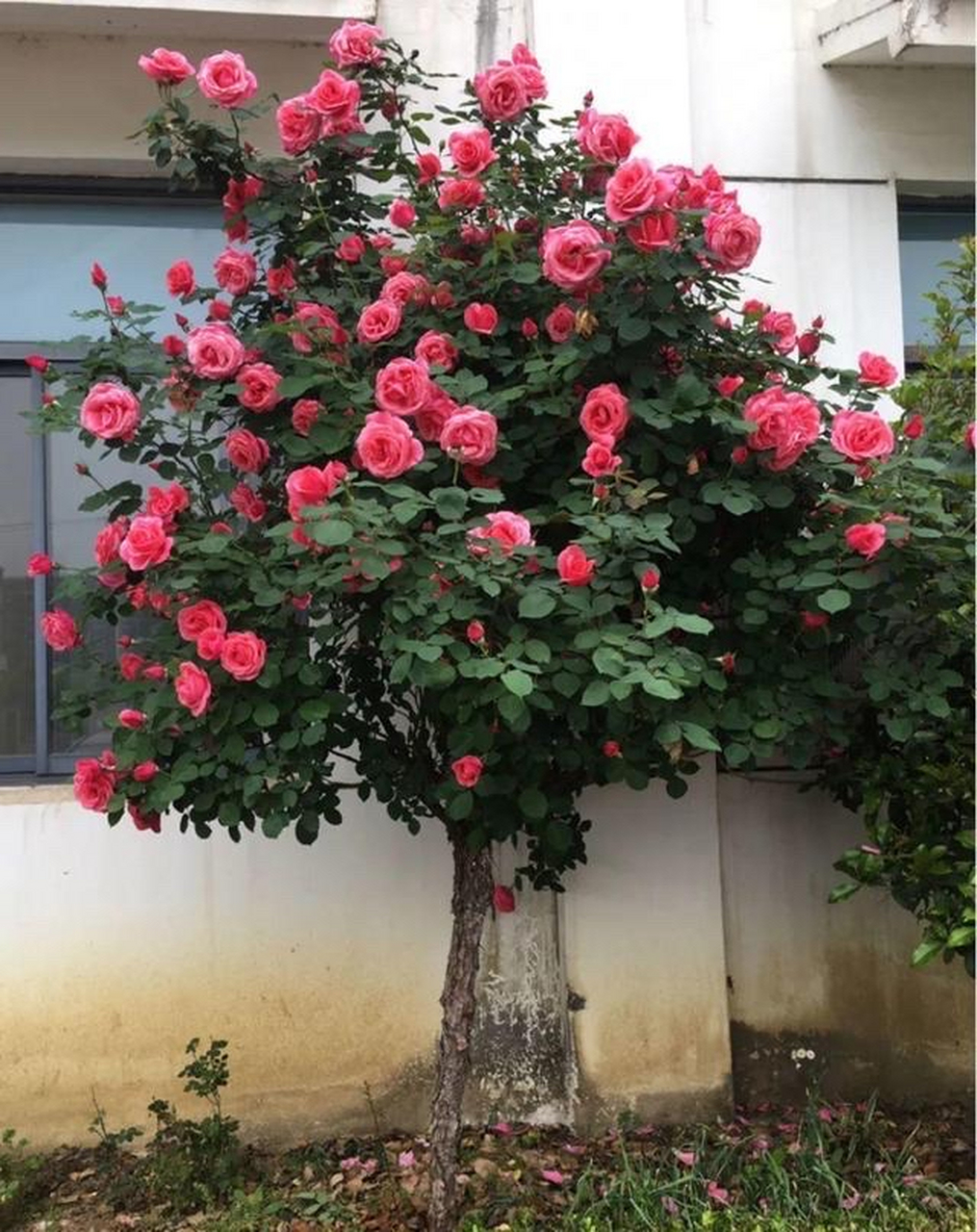 棒棒糖月季是一种特殊的月季栽培形式.  它的特点包括:  1.