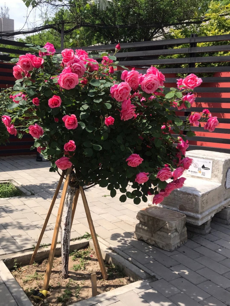 棒棒糖月季是一种特殊的月季栽培形式.  它的特点包括:  1.