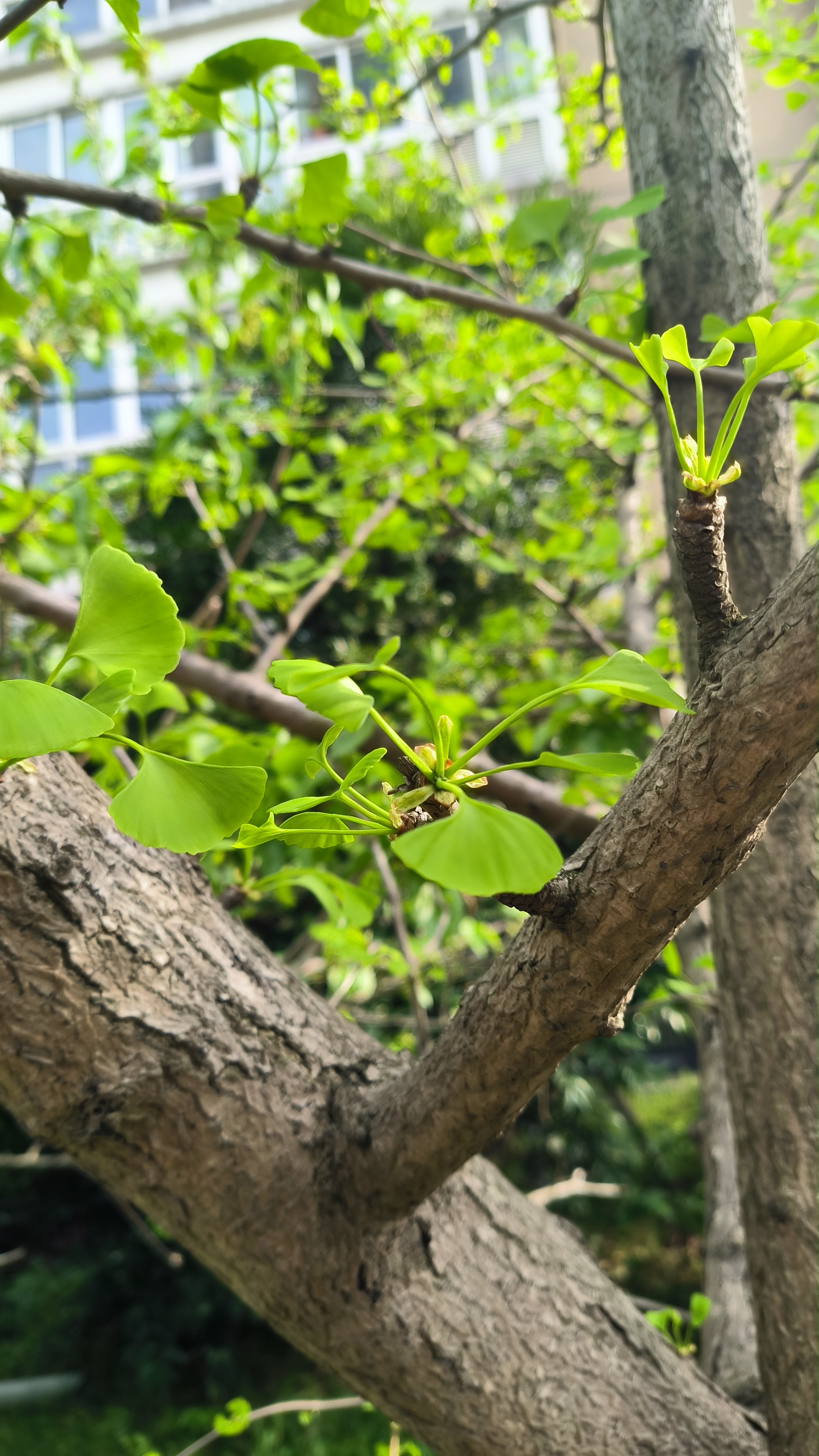窗外一片新绿,银杏叶子已经长出,扇子一样的缀在枝头,绿油油的,鲜亮亮