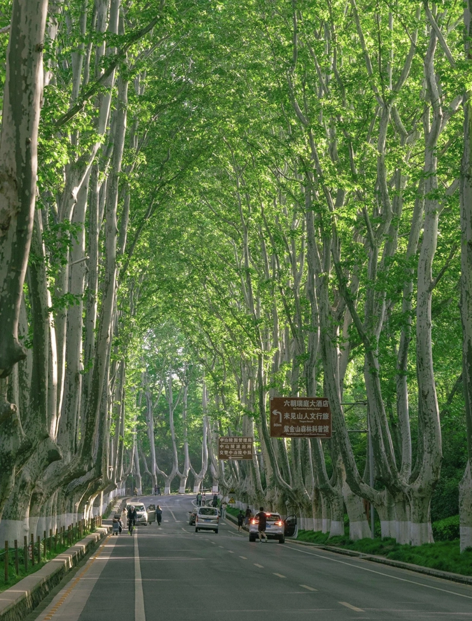 树是梧桐树,城是南京城,人是心上人.百年梧桐,绿色长廊.