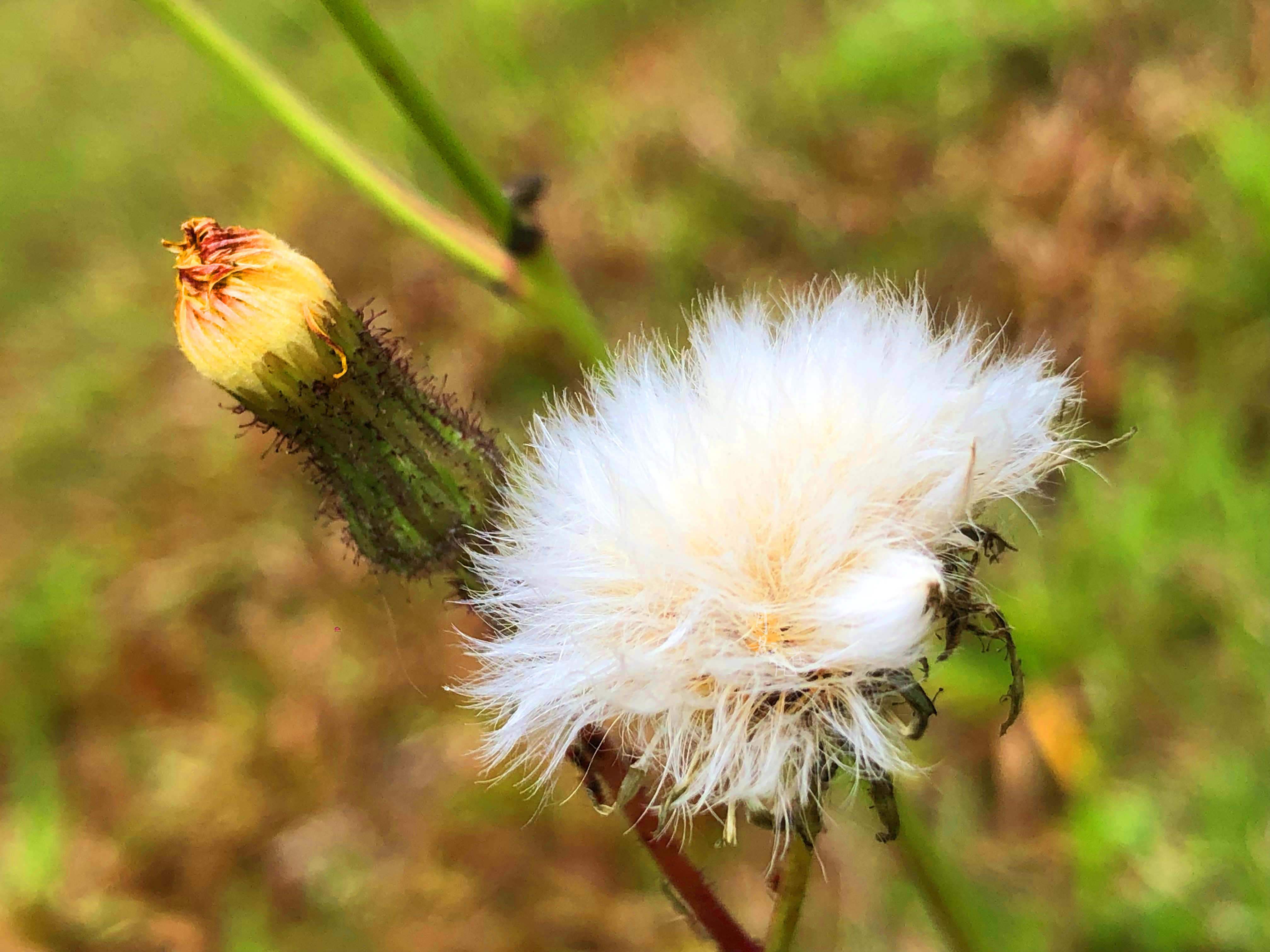 苦菜花什么样子图片