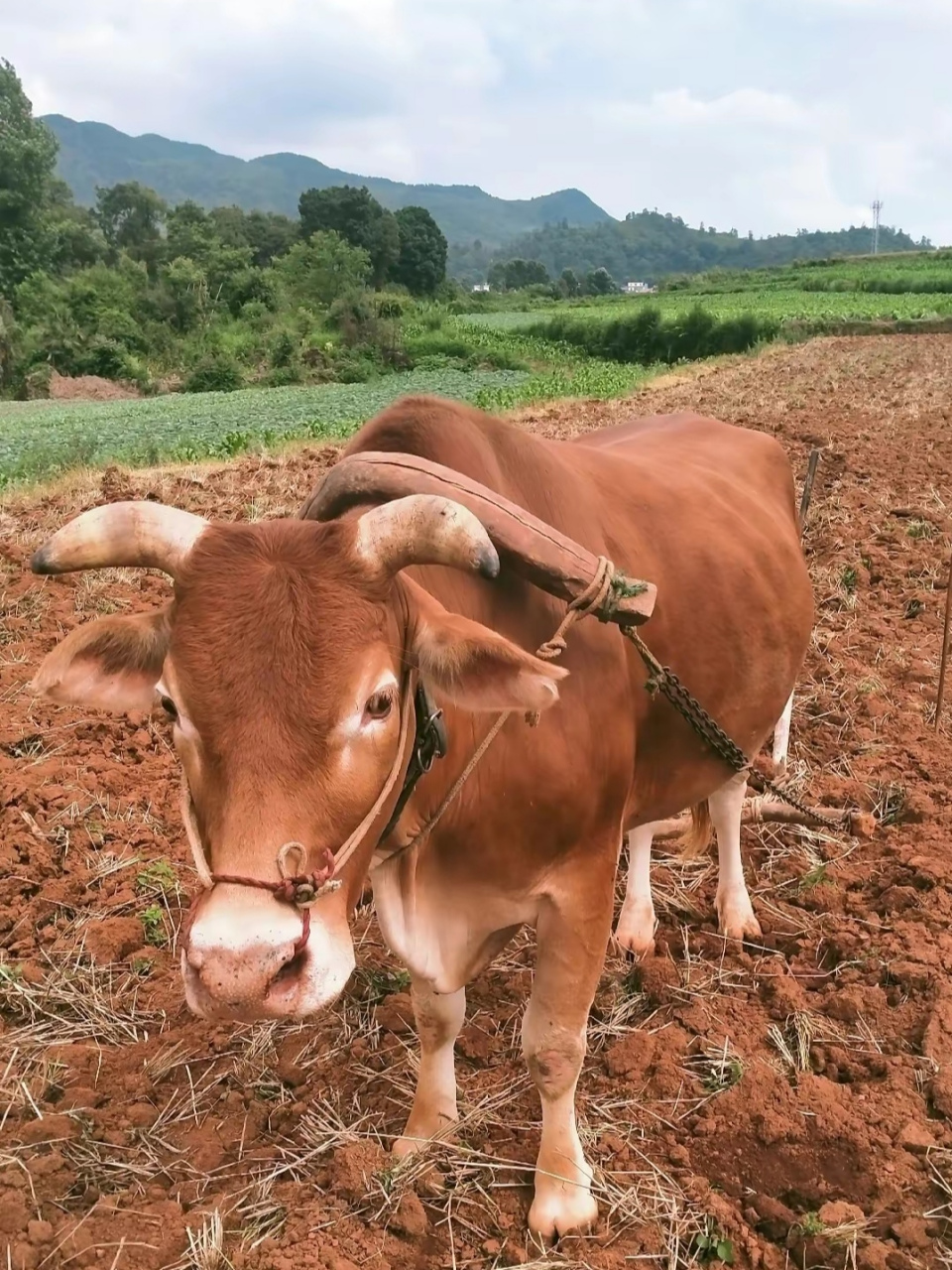 小时候不懂, 为什么一根细小的绳子, 可以拴住一头牛, 让其在田间辛勤
