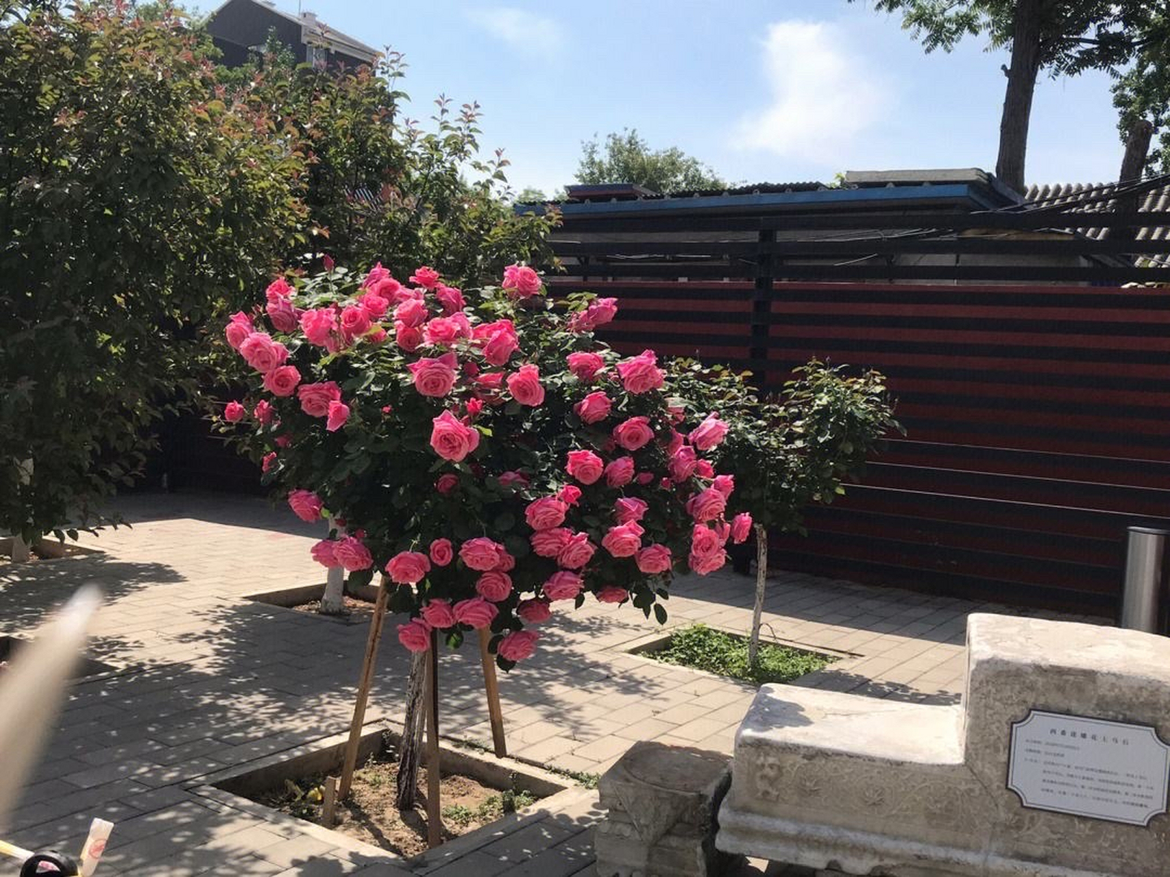 棒棒糖月季是一种特殊的月季栽培形式.  它的特点包括:  1.