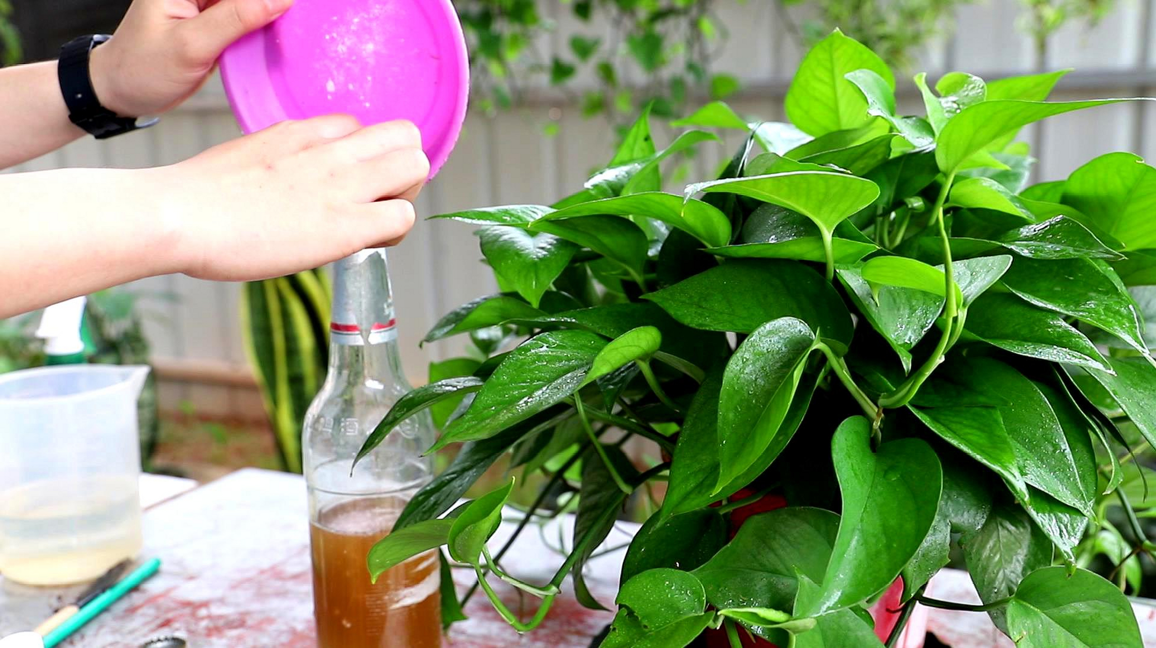 [原文:用啤酒浇绿萝的