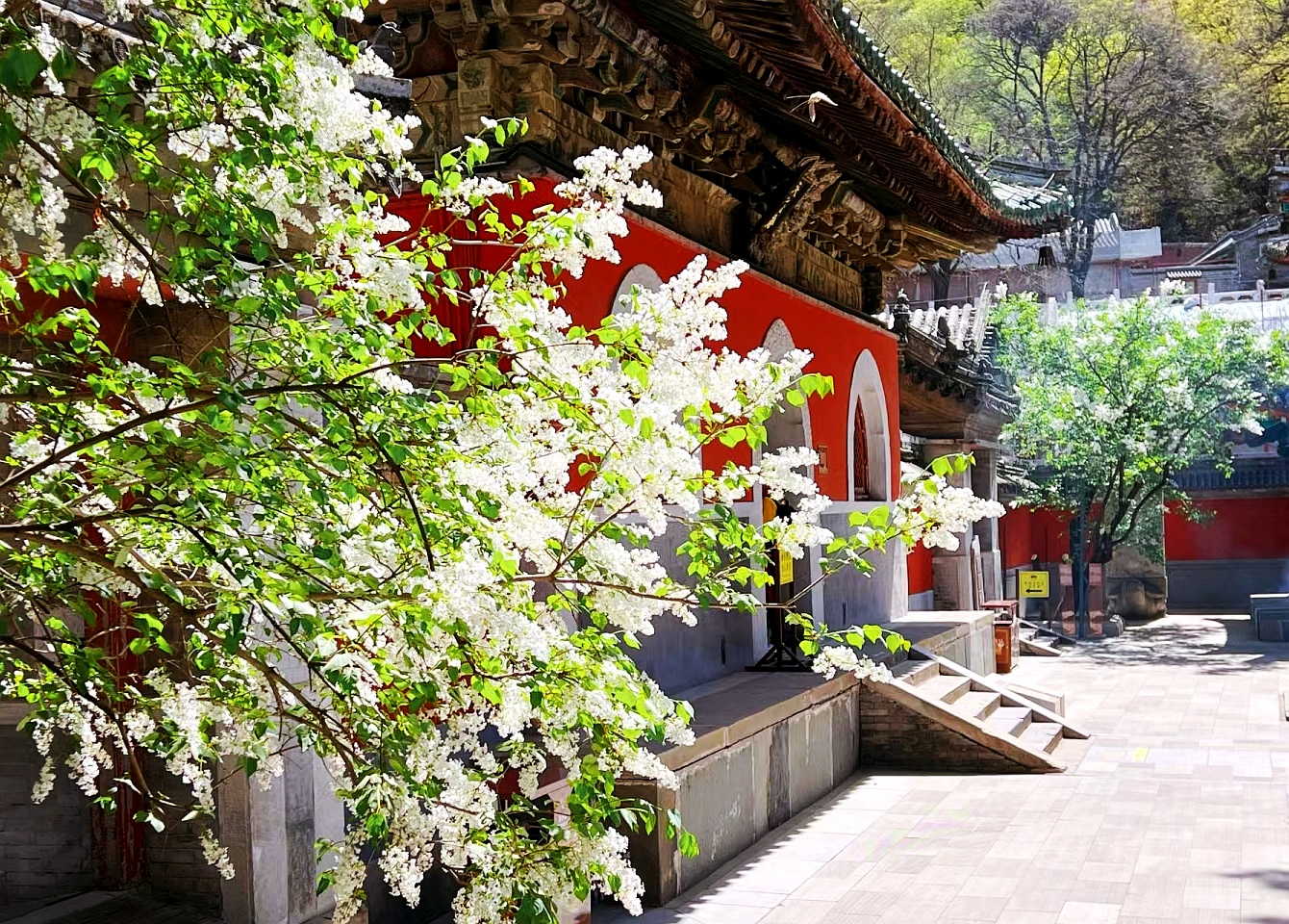 戒台寺丁香花海没错,你没听错!