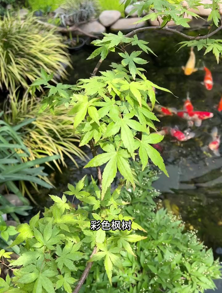 花园里的彩色枫树也太好看了!分享枫树的养护,希望对你有用
