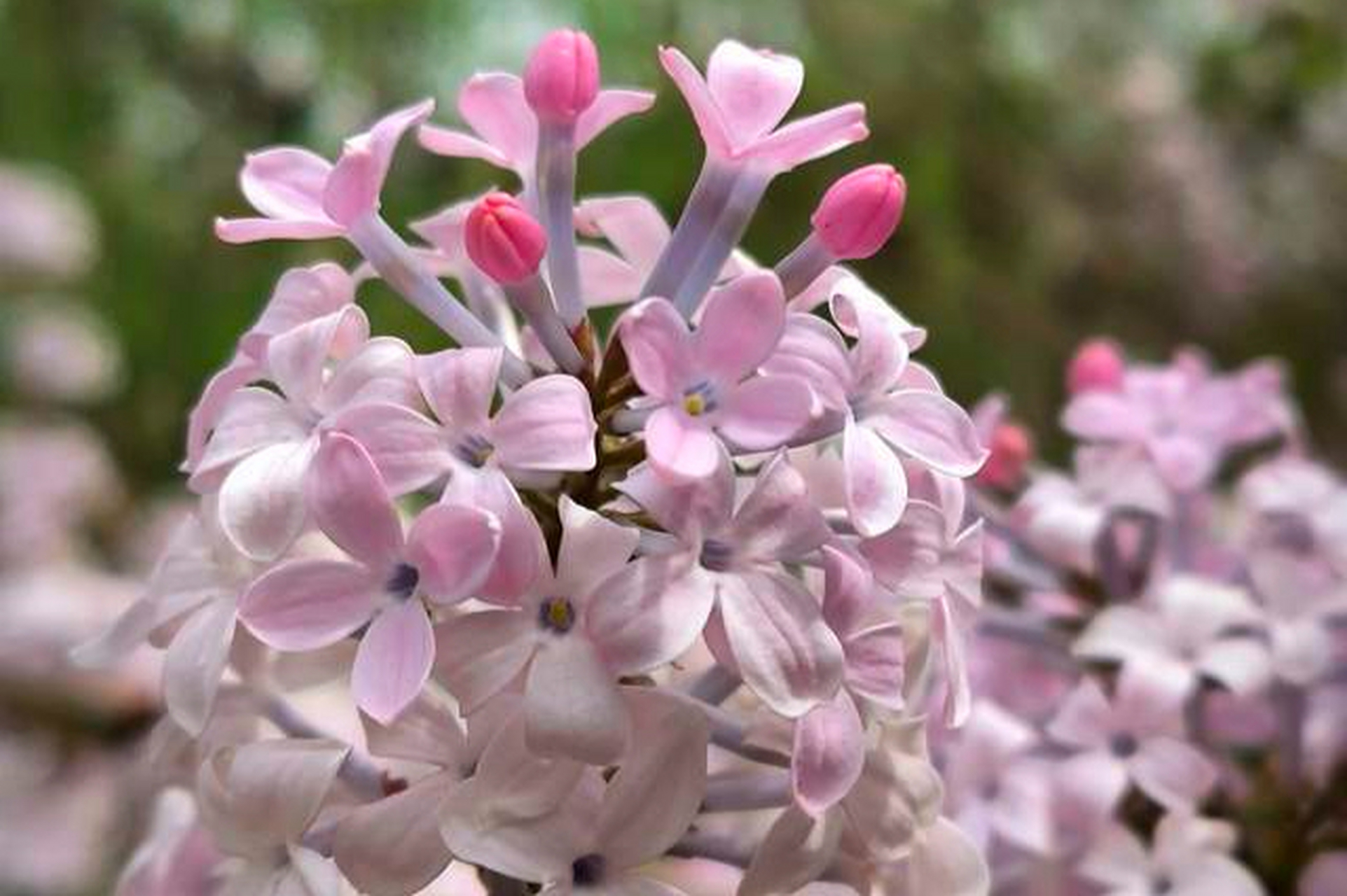 紫丁香花香淡雅,花语丰富;粉丁香花瓣柔软细腻,寓意温柔浪漫;白丁香