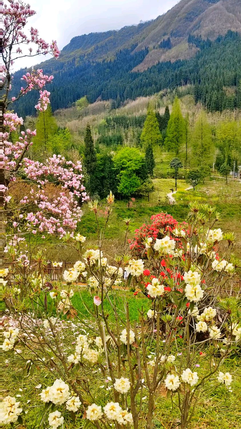都江堰旅游景点:虹口花谷景区杜鹃,桃花,玉兰竞相绽放,美如画
