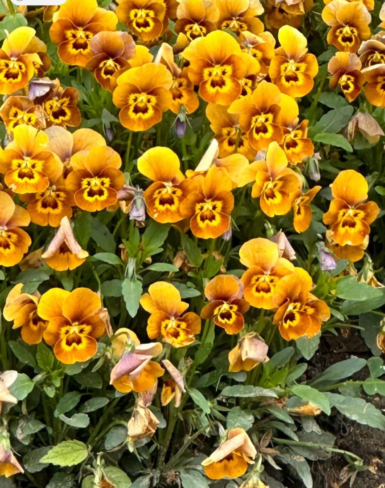 第一次见像一群金丝猴的花,它们好像在大声说话一样.