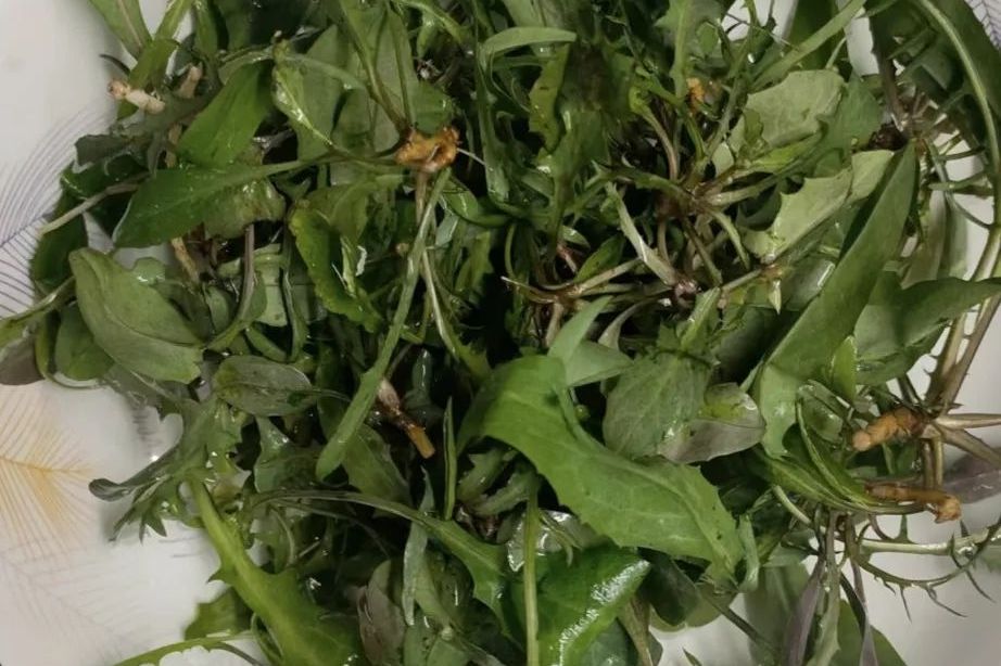 苦菜,学名苣荬菜,曾是农村常见野菜,如今在城市难觅踪影.