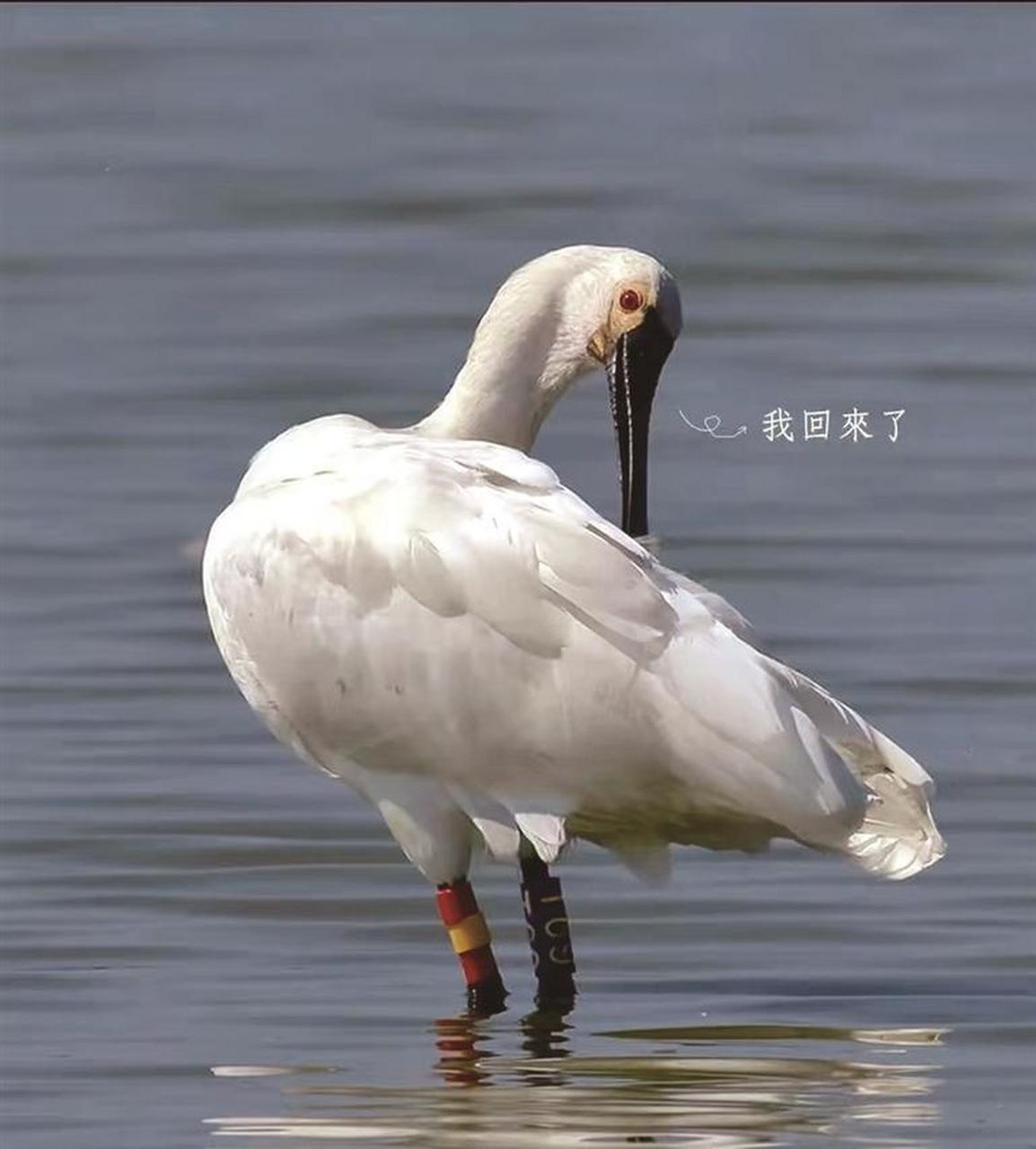 4月4日,庄河市经常拍摄黑脸琵鹭的摄影爱好者,同时也是黑脸琵鹭的爱心