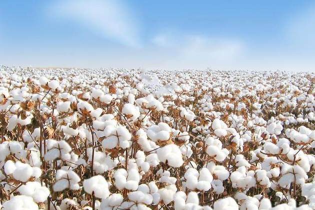 回顾中国每年需进口上吨棉花却将大量新疆棉出口为什么
