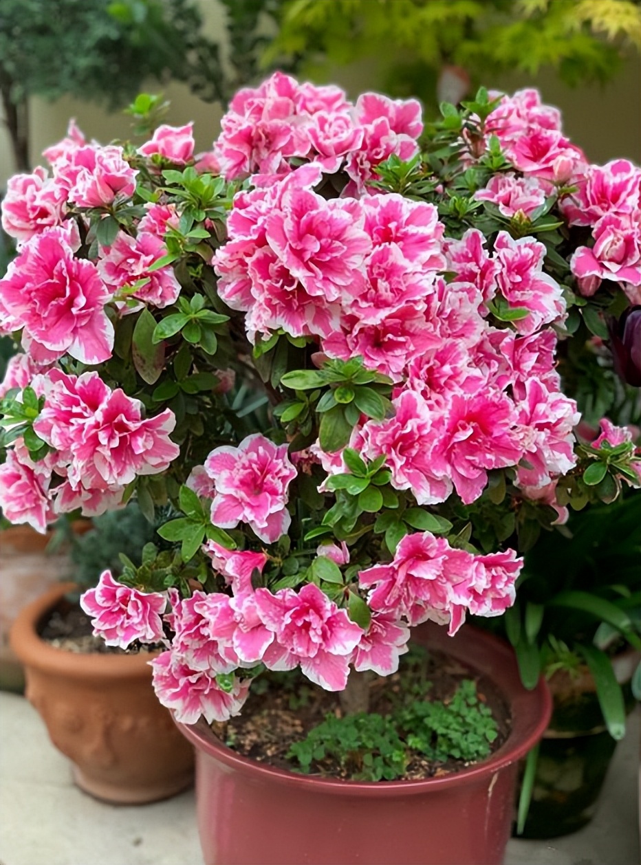 吸甲醛快有效的10种植物,第一名居然不是绿萝,吊兰第十