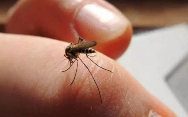 九成人都不懂蚊子天敌是啥教你土招晚上开窗也不怕安睡整晚