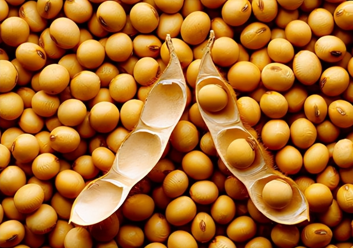 中美粮食战争:美粮或将"卡脖"国人饭碗,国产种子怎么扭转乾坤